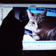 Image for article titled Downloaded Child Porn? Blame Your Kitty Cat